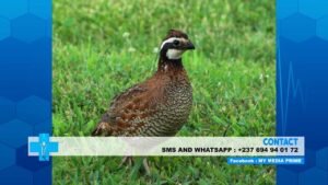Best birds to eat that are good for your health