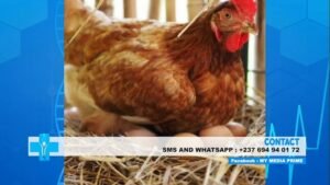 Medical explanation of why chicken & its eggs are bad for you
